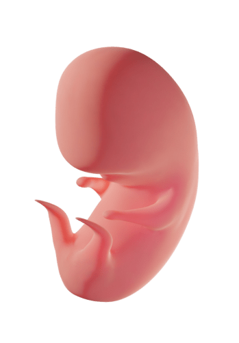 fetus growing animation