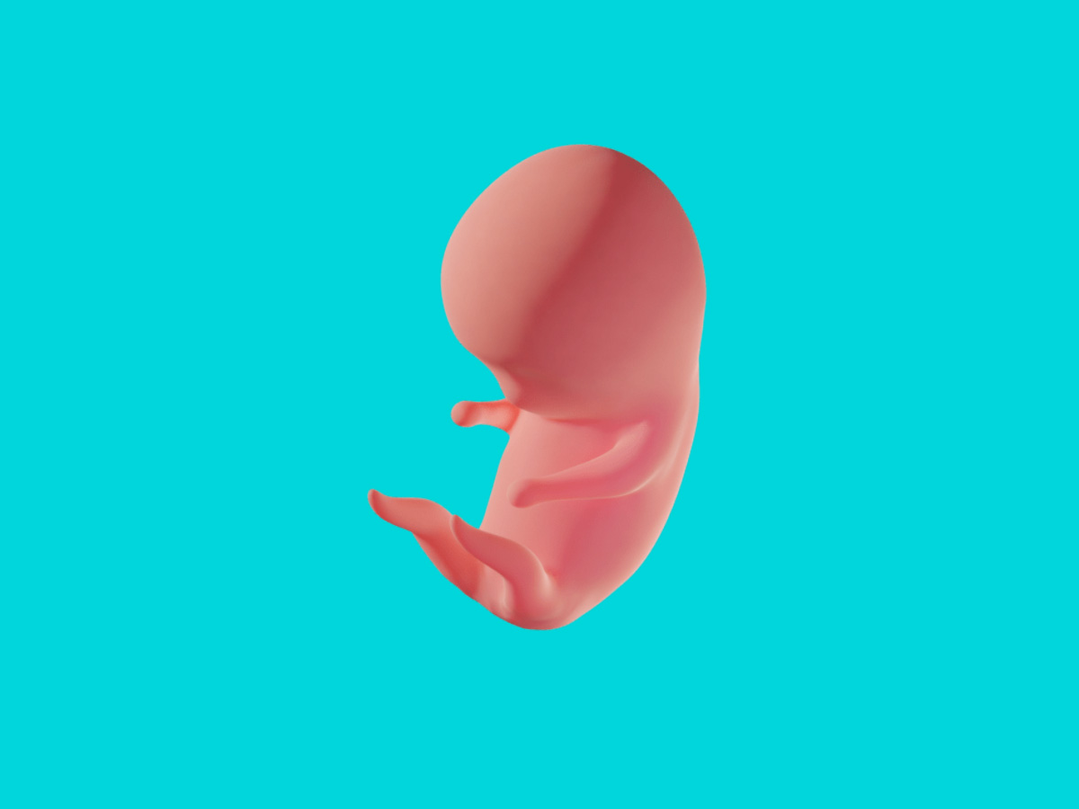3d rendering of fetus