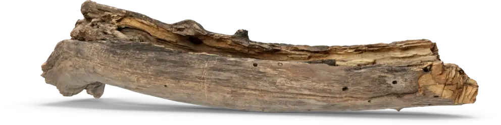 Rotten tree branch