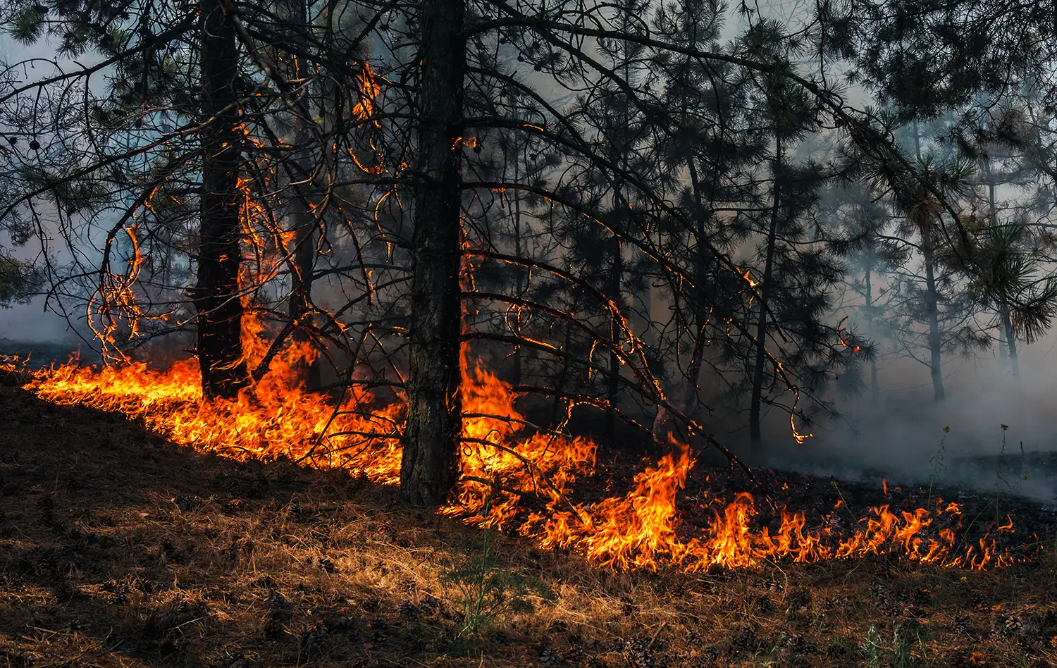 Fire burning a small handful of trees
