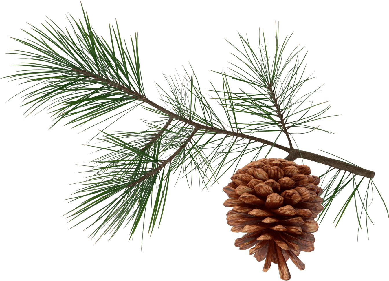 Pinecone sprig