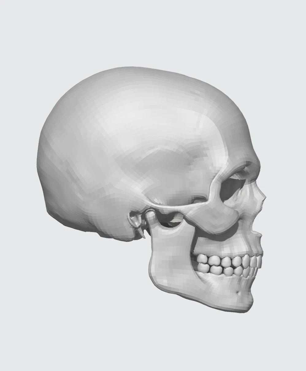 Digital 3D rendering of a human skull in profile view facing right on a light gray background with high-key lighting