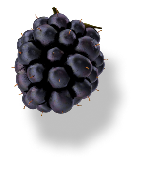 Detailed blackberry fruit